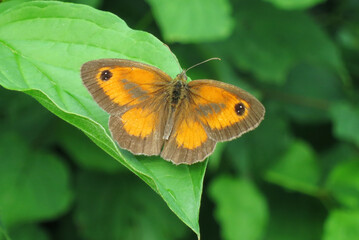 Gatekeeper, Pyronia tithonus, perched on a green leave in France.