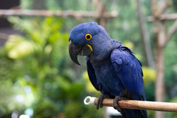 Close-up of a Hyacinth Macaw perched on a branch.