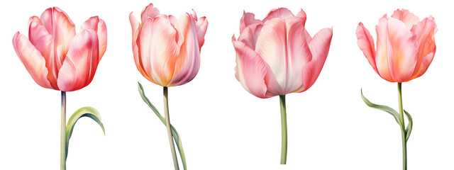 set of beautiful tulip flowers, isolated over a transparent background, cut-out floral, perfume / essential oil, romantic wildflower or garden design elements PNG collection - obrazy, fototapety, plakaty