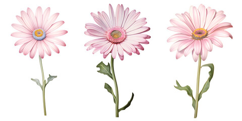 set of beautiful Transvaal daisy flowers, isolated over a transparent background, cut-out floral, perfume / essential oil, romantic wildflower or garden design elements PNG collection - obrazy, fototapety, plakaty