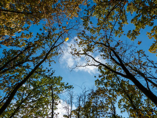 trees in the sky