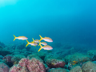 ヒリゾ浜の美しいアカヒメジ（ヒメジ科）の小群。

静岡県伊豆半島賀茂郡南伊豆町中木から渡し船で渡るヒリゾ浜にて。
2023年10月7日水中撮影。

A small school of the Beautiful Yellowfin goatfish.

HIRIZO Beach, Nakagi, South IZU, Kamo-gun, Izu Peninsula, Shizuoka, Japan