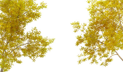 yellow leaves on a branch