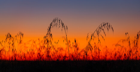 Grasses in the sunset at Lake Tyrrell