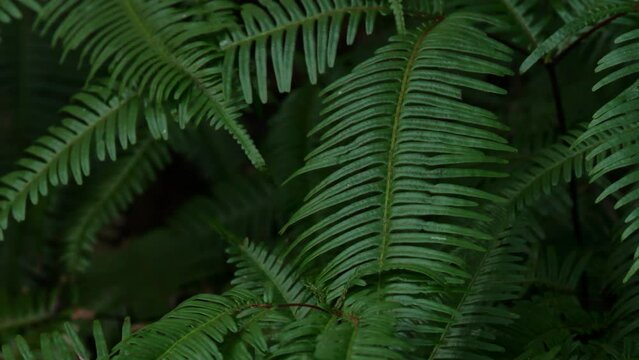 close up of the fern leaf in the forest