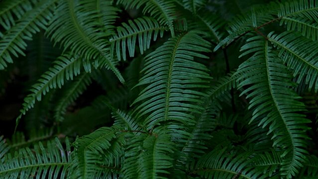 close up of the fern leaf in the forest