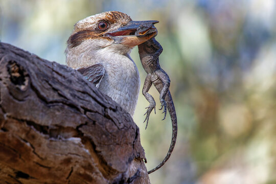 Laughing Kookaburra (Dacelo novaeguineae) with lizard prey