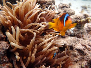Fototapeta na wymiar Red Sea clownfish