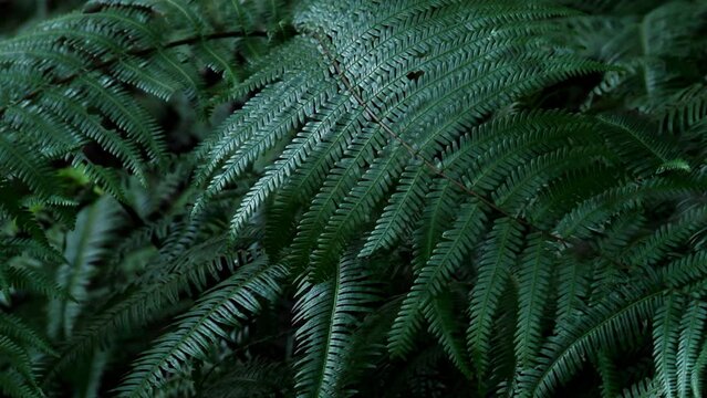 close up of the fern leaf in the forest