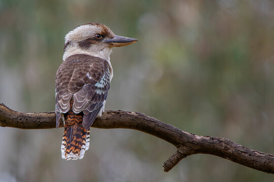 Laughing Kookaburra (Dacelo novaeguineae)