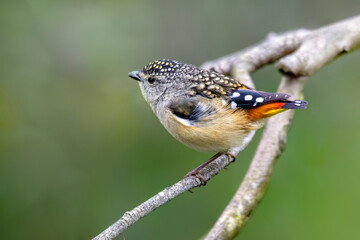 Female Spotted Pardalote, Woodlands Historic Park,