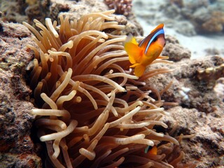 Naklejka na ściany i meble Red Sea clownfish