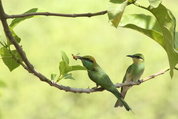 Green Bee Eater with Catch