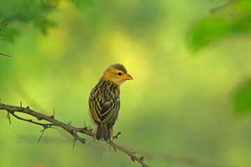 Baya Weaver in the Green plantations
