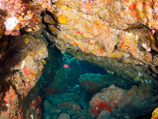 Fototapeta na wymiar ヒリゾ浜の水中洞窟にいる美しいナミマツカサ（イットウダイ科）。静岡県伊豆半島賀茂郡南伊豆町中木から渡し船で渡るヒリゾ浜にて。 2023年10月7日水中撮影。A Beautiful Bigscale soldierfish in underwater cave.HIRIZO Beach, Nakagi, South IZU, Kamo-gun, Izu Peninsula, Shizuo