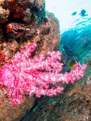 大根島の美しいウミトサカ（ソフトコーラル）とキリンミノ（フサカサゴ科）、チョウチョウウオ（チョウチョウウオ科）。

静岡県伊豆半島賀茂郡南伊豆町中木から渡し船で渡るヒリゾ浜にて。
2023年10月9日水中撮影。


The Beautiful Soft Coral 