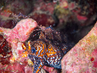 ヒリゾ浜の水中洞窟でクリアクリーナーシュリンプ（テッポウエビ科）のクリーニングを受ける美しいトラウツボ（ウツボ科）。

静岡県伊豆半島賀茂郡南伊豆町中木から渡し船で渡るヒリゾ浜にて。
2023年10月9日水中撮影。

A beautiful Dragon Moray being cleaned by a Clear Cleaner Shrimp.

HIRIZO Beach, Nakagi, So