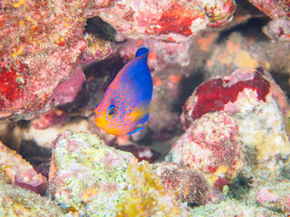 ヒリゾ浜の美しいレンテンヤッコ（キンチャクダイ科）の幼魚他。

静岡県伊豆半島賀茂郡南伊豆町中木から渡し船で渡るヒリゾ浜にて。
2023年10月9日水中撮影。

The Beautiful Japanese angelfish and others. 

HIRIZO Beach, Nakagi, South IZU, Kamo-gun, Izu Peninsula, Shizuoka, Japa