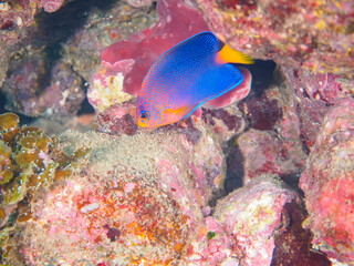 ヒリゾ浜の美しいレンテンヤッコ（キンチャクダイ科）の幼魚他。

静岡県伊豆半島賀茂郡南伊豆町中木から渡し船で渡るヒリゾ浜にて。
2023年10月9日水中撮影。

The Beautiful Japanese angelfish and others. 

HIRIZO Beach, Nakagi, South IZU, Kamo-gun, Izu Peninsula, Shizuoka, Japa