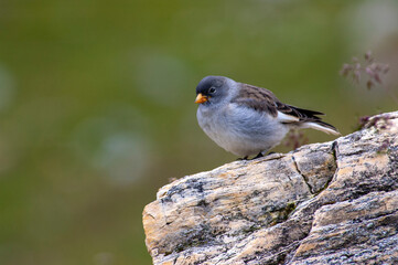 White-winged Snowfinch, Montifringilla nivalis