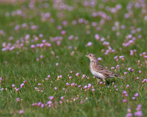 Eurasian Skylark, Alauda arvensis