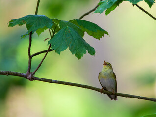 Obraz premium Wood Warbler, Phylloscopus sibilatrix