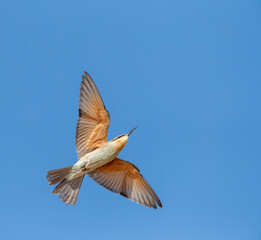 African Blue-cheeked bee-eater, Merops persicus chrysocercus