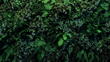 Herb wall, plant wall, natural green wallpaper and background. nature wall. Nature background of green forest