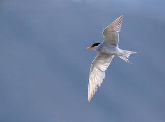 Fototapeta premium Black-fronted Tern, Chlidonias albostriatus