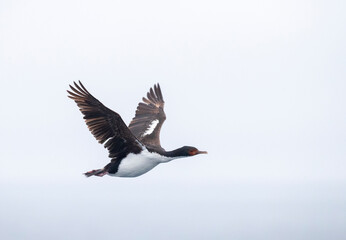 Bounty Shag, Leucocarbo ranfurlyi