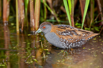 Baillon's Crake, Zapornia pusilla