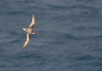 Mottled Petrel, Pterodroma inexpectata