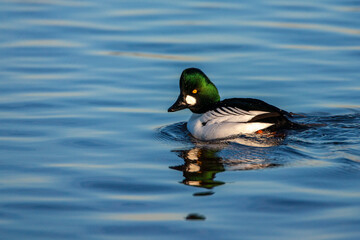 Obraz premium Common Goldeneye, Bucephala clangula