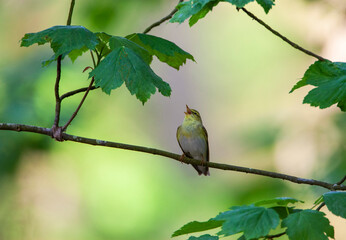 Wood Warbler, Phylloscopus sibilatrix