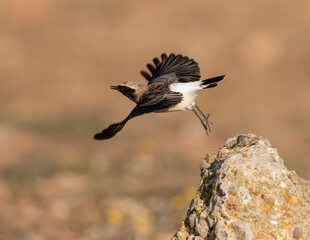 Pied Wheatear, Oenanthe pleschanka