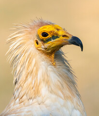 Egyptian Vulture, Neophron percnopterus