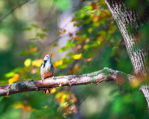 Middle Spotted Woodpecker, Dendrocopos medius