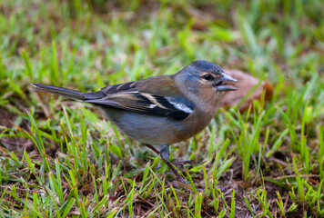 Azores Chaffinch, Fringilla coelebs moreletti