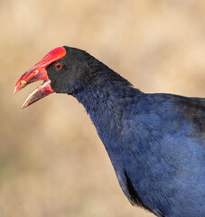 Australasian Swamphen, Porphyrio melanotus