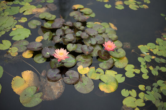 water lilies in the pond