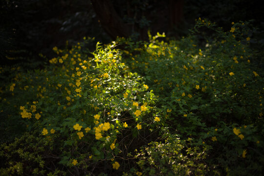 flowers in the forest