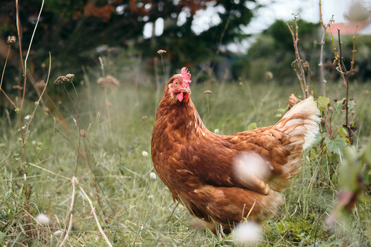Poule