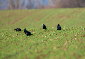 Rook, Corvus frugilegus