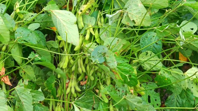 Green soybean field close up, soy bean crops in field,
