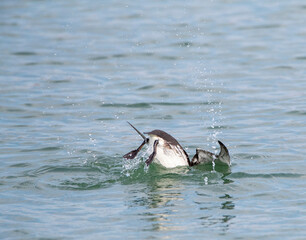 Common Guillemot, Uria aalge