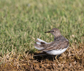 Temminck's Stint, Calidris temminckii