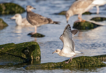 Mediterranean Gull, Ichthyaetus melanocephalus