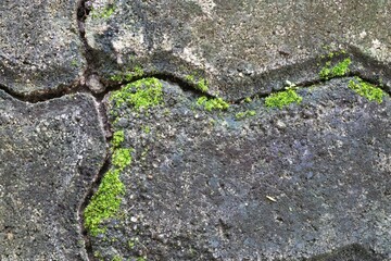 between brick crevices There are patches of moss growing here.