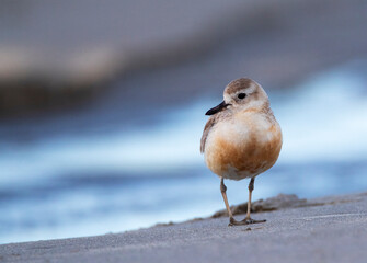 New Zealand Dotterel, Charadrius obscurus
