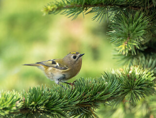 Goldcrest, Regulus regulus